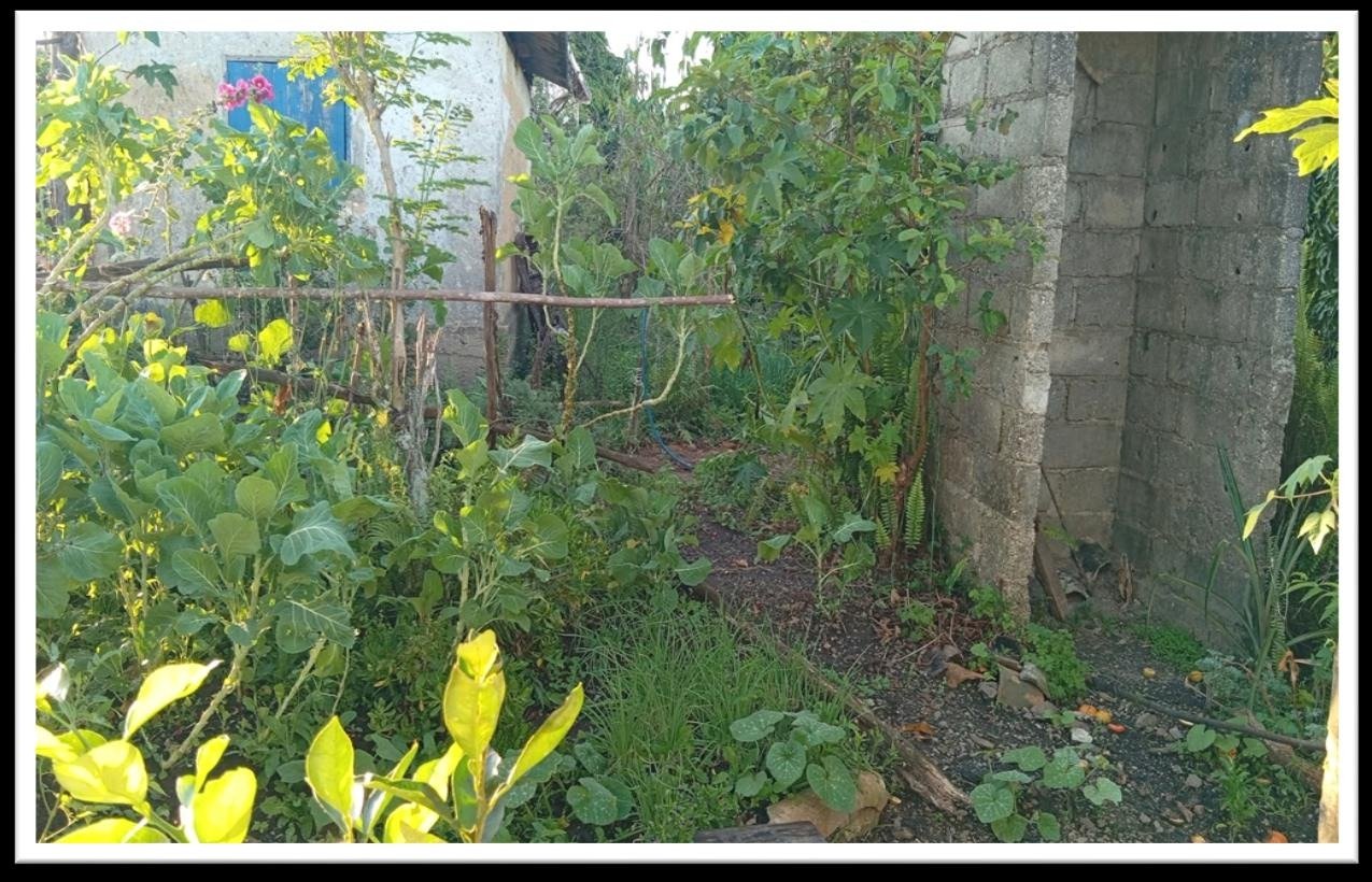 Quintal com plantas em Capivari